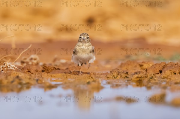 Greater short-toed lark (Calandrella brachydactyla) on a farmers field, Belchite, Aragon,
