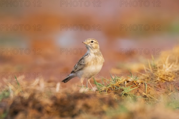 Greater short-toed lark (Calandrella brachydactyla) on a farmers field, Belchite, Aragon,