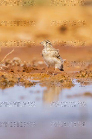 Greater short-toed lark (Calandrella brachydactyla) on a farmers field, Belchite, Aragon,