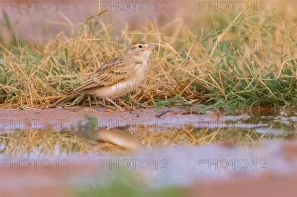 Greater short-toed lark (Calandrella brachydactyla) on a farmers field, Belchite, Aragon,
