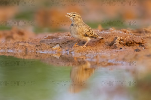 Greater short-toed lark (Calandrella brachydactyla) on a farmers field, Belchite, Aragon,