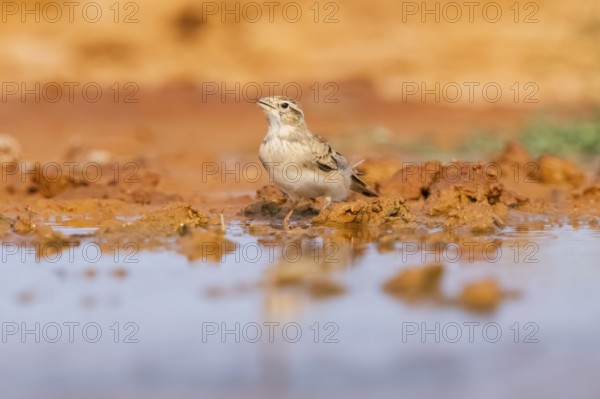 Greater short-toed lark (Calandrella brachydactyla) on a farmers field, Belchite, Aragon,