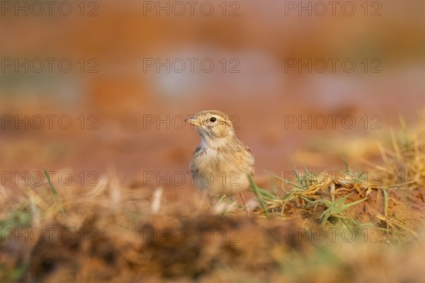Greater short-toed lark (Calandrella brachydactyla) on a farmers field, Belchite, Aragon,