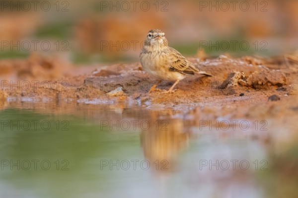 Greater short-toed lark (Calandrella brachydactyla) on a farmers field, Belchite, Aragon,