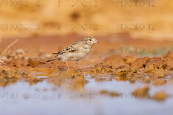 Greater short-toed lark (Calandrella brachydactyla) on a farmers field, Belchite, Aragon,