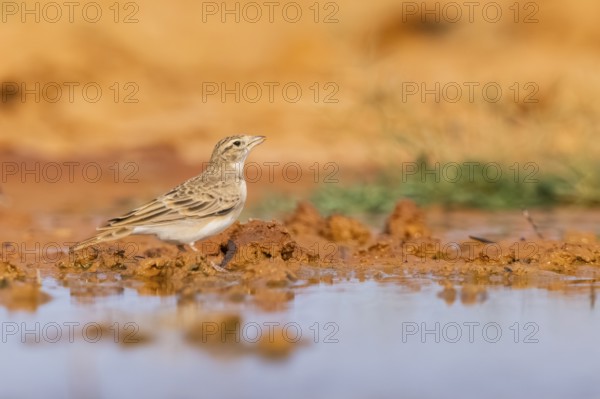 Greater short-toed lark (Calandrella brachydactyla) on a farmers field, Belchite, Aragon,