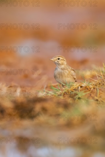 Greater short-toed lark (Calandrella brachydactyla) on a farmers field, Belchite, Aragon,