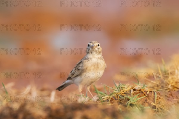 Greater short-toed lark (Calandrella brachydactyla) on a farmers field, Belchite, Aragon,