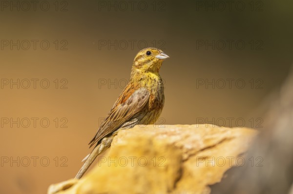 Yellowhammer (Emberiza citrinella) sitting on a rock, Pinos, Solsona, Catalonia, Spain