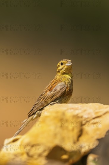 Yellowhammer (Emberiza citrinella) sitting on a rock, Pinos, Solsona, Catalonia, Spain