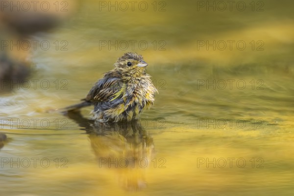 Yellowhammer (Emberiza citrinella) at a water pool, Pinos, Solsona, Catalonia, Spain