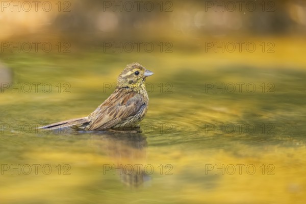 Yellowhammer (Emberiza citrinella) at a water pool, Pinos, Solsona, Catalonia, Spain