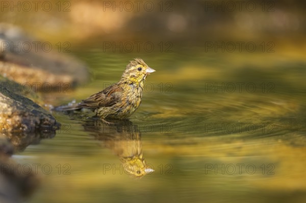 Yellowhammer (Emberiza citrinella) at a water pool, Pinos, Solsona, Catalonia, Spain