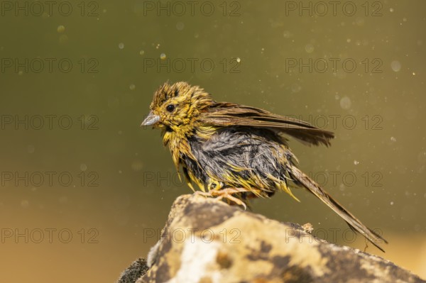 Yellowhammer (Emberiza citrinella) sitting on a rock at a water pool, Pinos, Solsona, Catalonia,