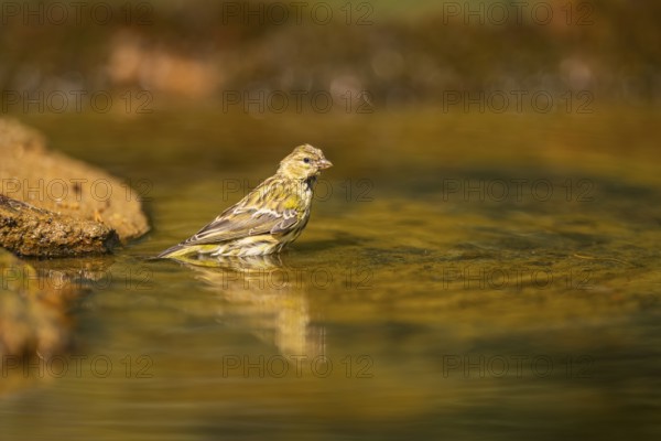 European serin (Serinus serinus) female bathing in a water pool, Pinos, Solsona, Catalonia, Spain