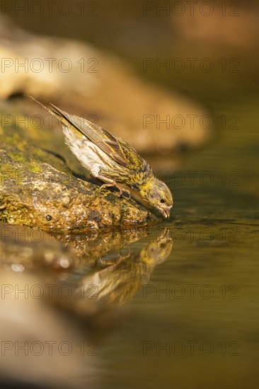 European serin (Serinus serinus) female at a water pool, Pinos, Solsona, Catalonia, Spain