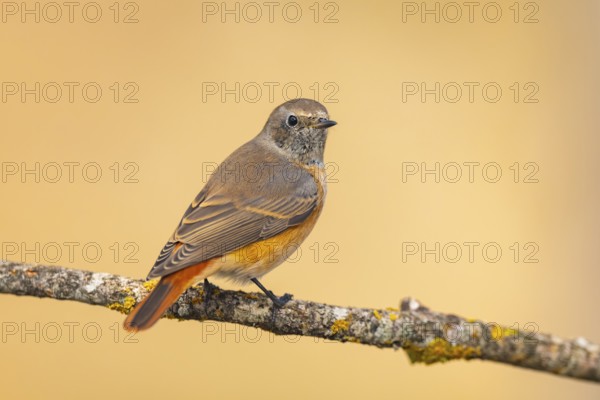 Common redstart (Phoenicurus phoenicurus) male sitting on a tree branch in a forest, Pinos,