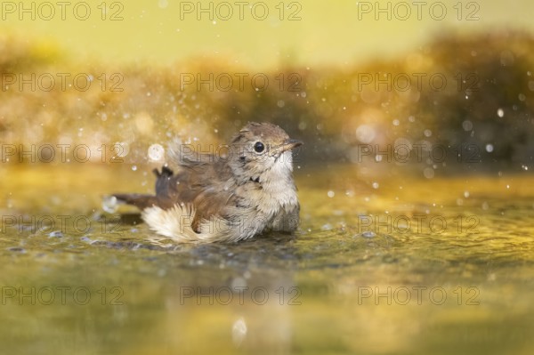 Common redstart (Phoenicurus phoenicurus) female bathing at a water pool, Pinos, Solsona,