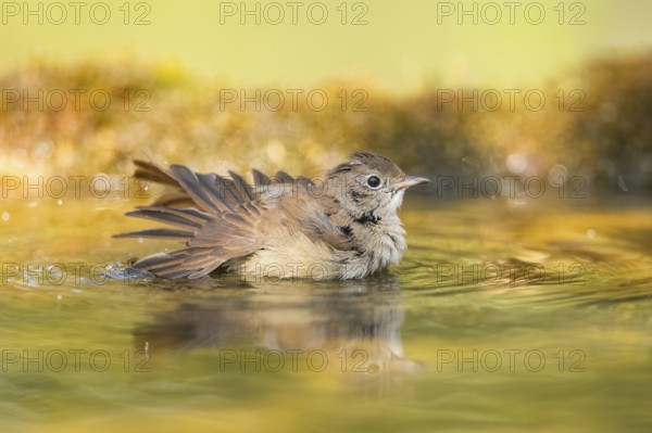 Common redstart (Phoenicurus phoenicurus) female bathing at a water pool, Pinos, Solsona,