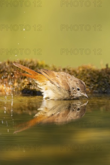 Common redstart (Phoenicurus phoenicurus) female bathing at a water pool, Pinos, Solsona,