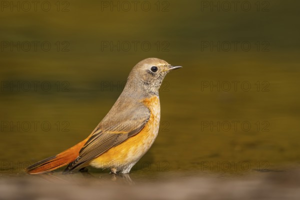 Common redstart (Phoenicurus phoenicurus) male bathing at a water pool, Pinos, Solsona, Catalonia,