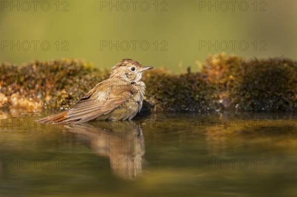 Common redstart (Phoenicurus phoenicurus) female bathing at a water pool, Pinos, Solsona,