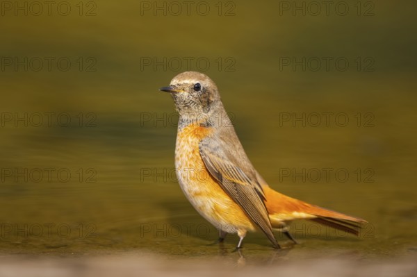 Common redstart (Phoenicurus phoenicurus) male bathing at a water pool, Pinos, Solsona, Catalonia,