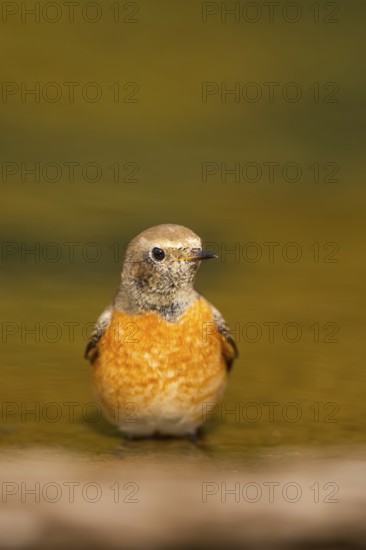 Common redstart (Phoenicurus phoenicurus) male bathing at a water pool, Pinos, Solsona, Catalonia,