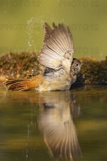 Common redstart (Phoenicurus phoenicurus) female bathing at a water pool, Pinos, Solsona,