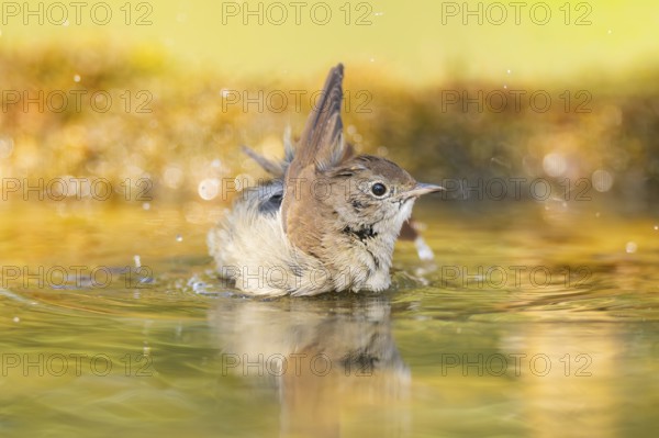 Common redstart (Phoenicurus phoenicurus) female bathing at a water pool, Pinos, Solsona,
