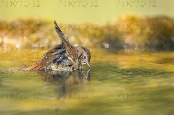 Common redstart (Phoenicurus phoenicurus) female bathing at a water pool, Pinos, Solsona,