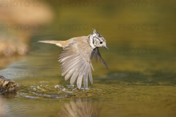 Crested tit (Parus cristatus) taking a bath in a water pool in flight, Pinos, Solsona, Catalonia,