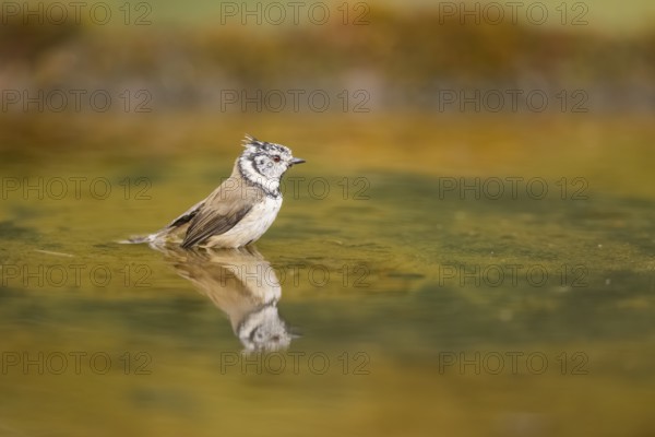 Crested tit (Parus cristatus) taking a bath in a water pool, Pinos, Solsona, Catalonia, Spain