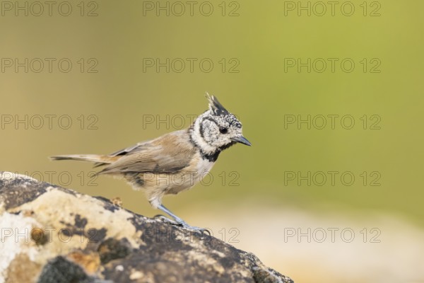 Crested tit (Parus cristatus) sitting on a rock, Pinos, Solsona, Catalonia, Spain