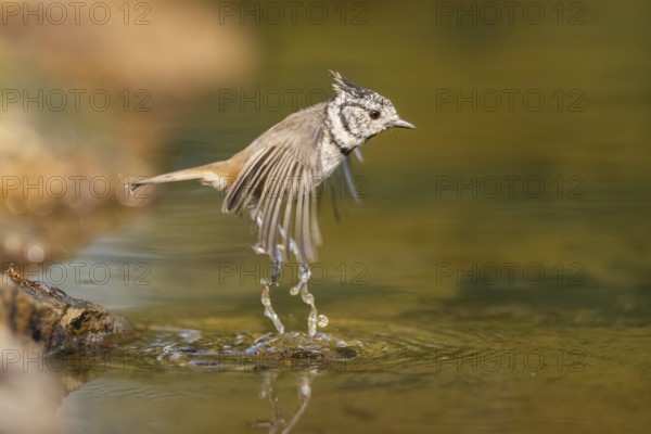Crested tit (Parus cristatus) taking a bath in a water pool in flight, Pinos, Solsona, Catalonia,