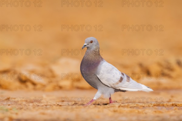 Rock dove (Columba livia) on a farmers field, Belchite, Aragon, Saragossa, Spain