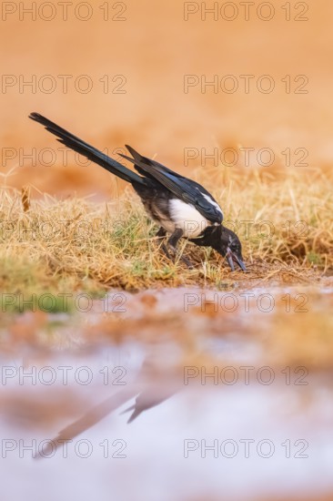 European magpie (Pica pica) on a farmers field at a drinking pool, Belchite, Aragon, Saragossa,