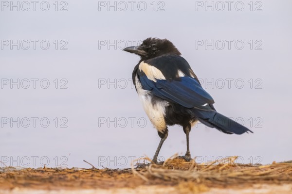 European magpie (Pica pica) on a farmers field at a drinking pool, Belchite, Aragon, Saragossa,