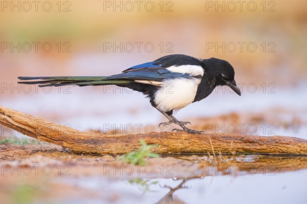 European magpie (Pica pica) on a farmers field at a drinking pool, Belchite, Aragon, Saragossa,