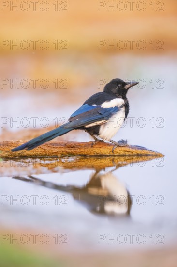 European magpie (Pica pica) on a farmers field at a drinking pool, Belchite, Aragon, Saragossa,