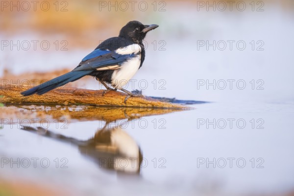 European magpie (Pica pica) on a farmers field at a drinking pool, Belchite, Aragon, Saragossa,