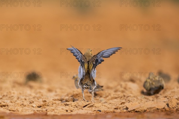 Pin-tailed Sandgrouse (Pterocles alchata) flying on a farmers field at a water pool, Belchite,