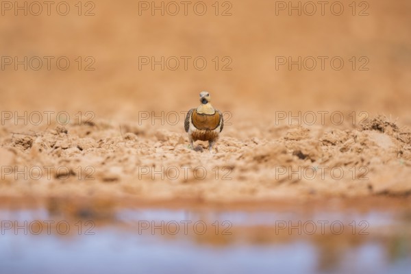 Pin-tailed Sandgrouse (Pterocles alchata) on a farmers field at a water pool, Belchite, Aragon,