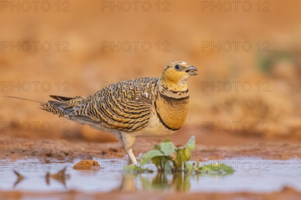 Pin-tailed Sandgrouse (Pterocles alchata) on a farmers field at a water pool, Belchite, Aragon,