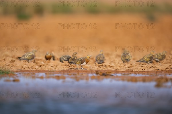 Pin-tailed Sandgrouse (Pterocles alchata) on a farmers field at a water pool, Belchite, Aragon,