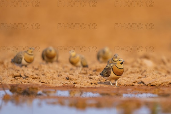 Pin-tailed Sandgrouse (Pterocles alchata) on a farmers field at a water pool, Belchite, Aragon,