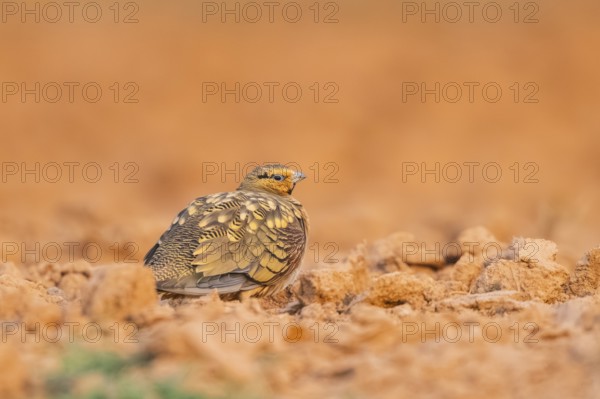 Pin-tailed Sandgrouse (Pterocles alchata) on a farmers field, Belchite, Aragon, Saragossa, Spain