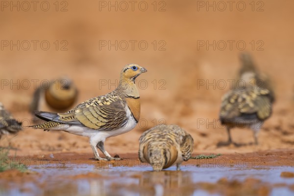 Pin-tailed Sandgrouse (Pterocles alchata) on a farmers field drinking at a water pool, Belchite,