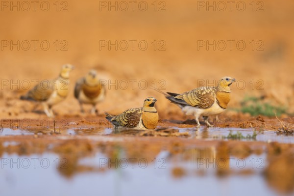 Pin-tailed Sandgrouse (Pterocles alchata) on a farmers field at a water pool, Belchite, Aragon,