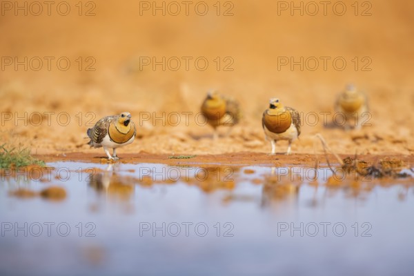 Pin-tailed Sandgrouse (Pterocles alchata) on a farmers field at a water pool, Belchite, Aragon,